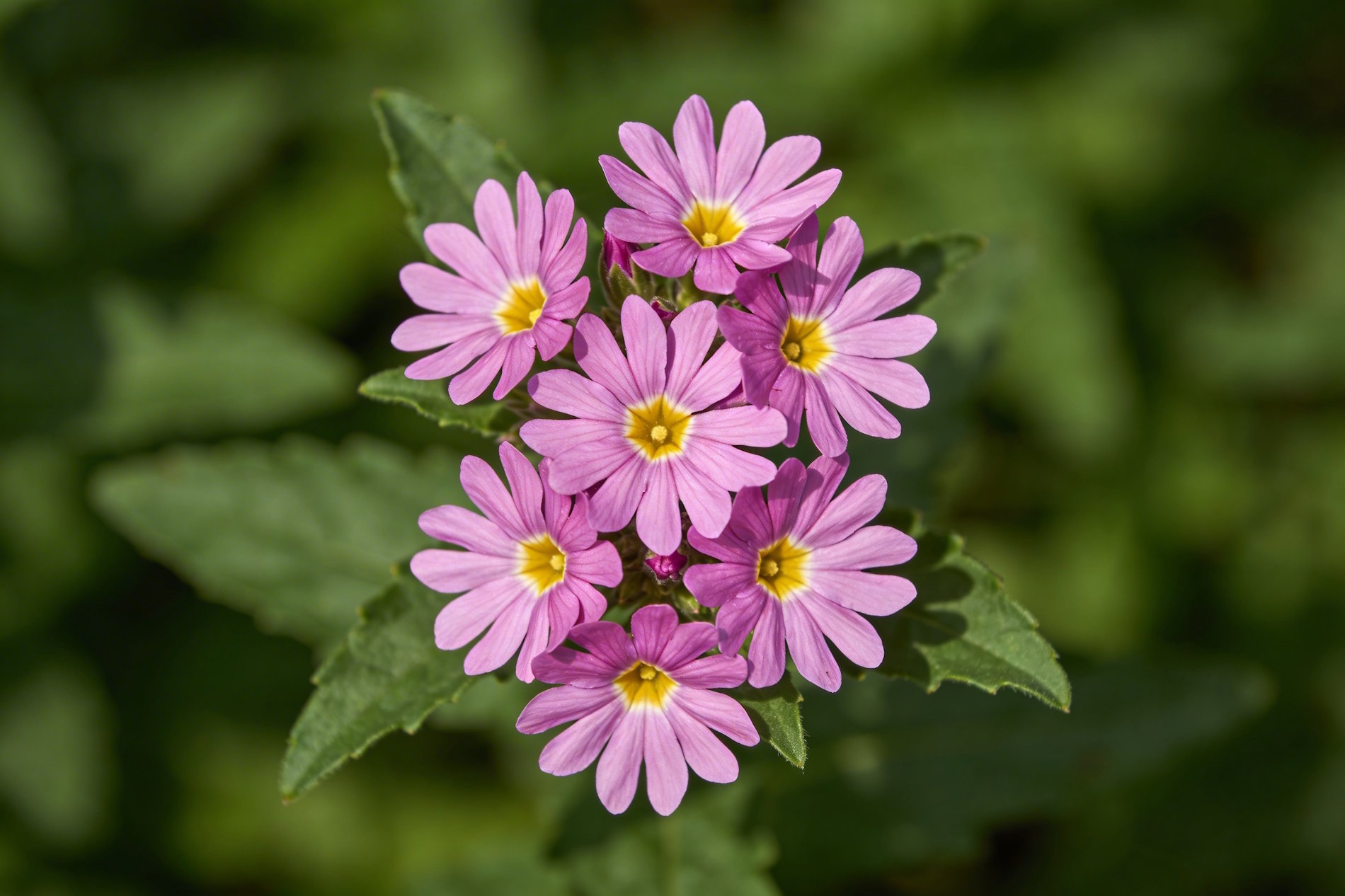 Bach bloesem Centaury duizendguldenkruid remedie