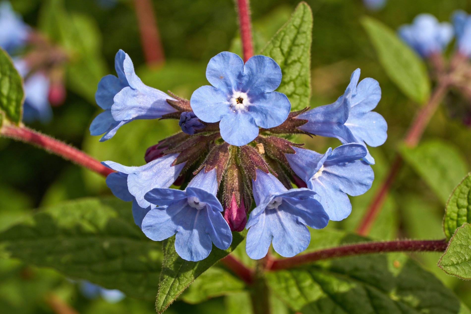 Bach bloesem Cerato loodkruid remedie
