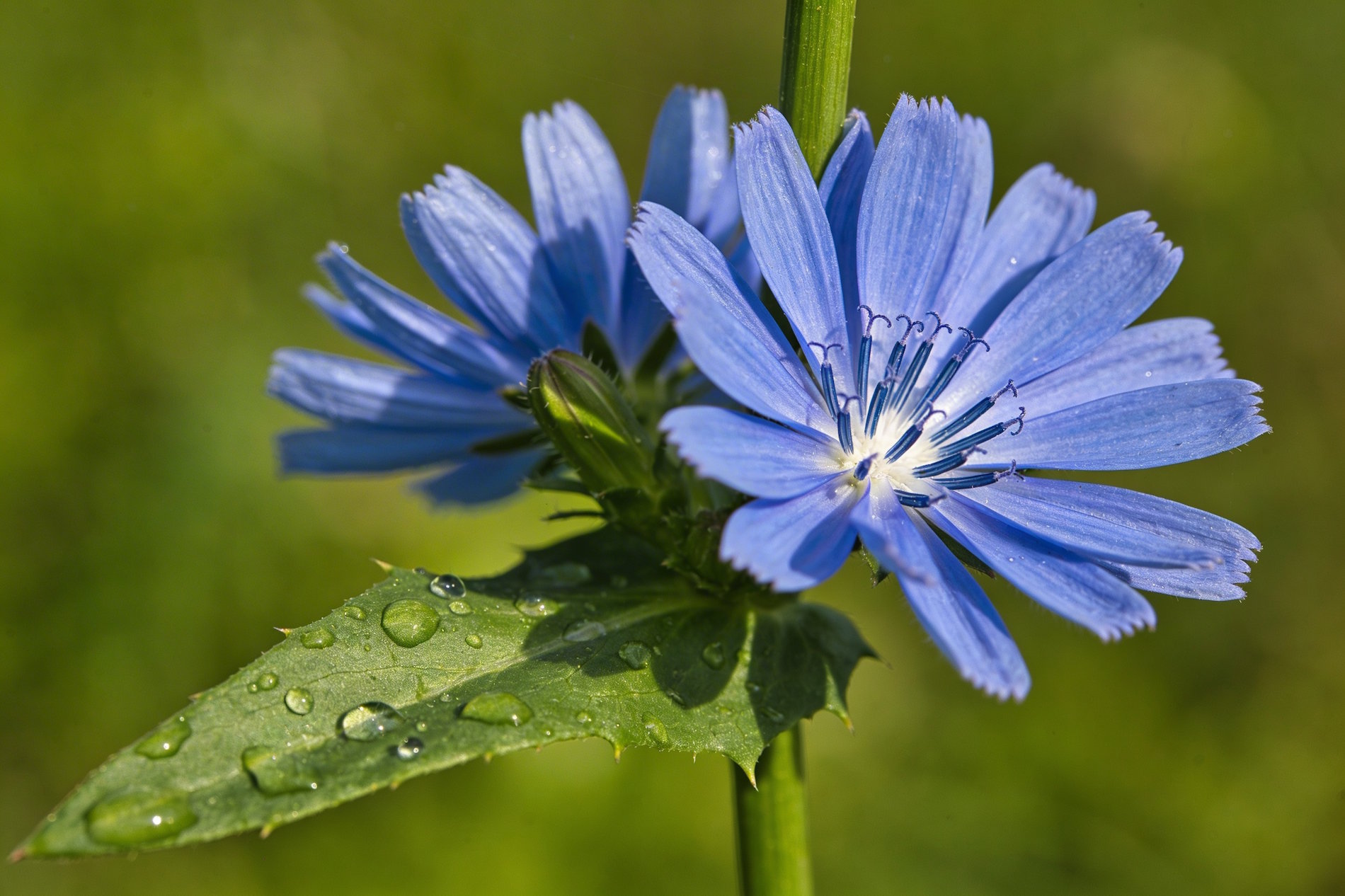 Bach bloesem Chicory wilde chicorei remedie