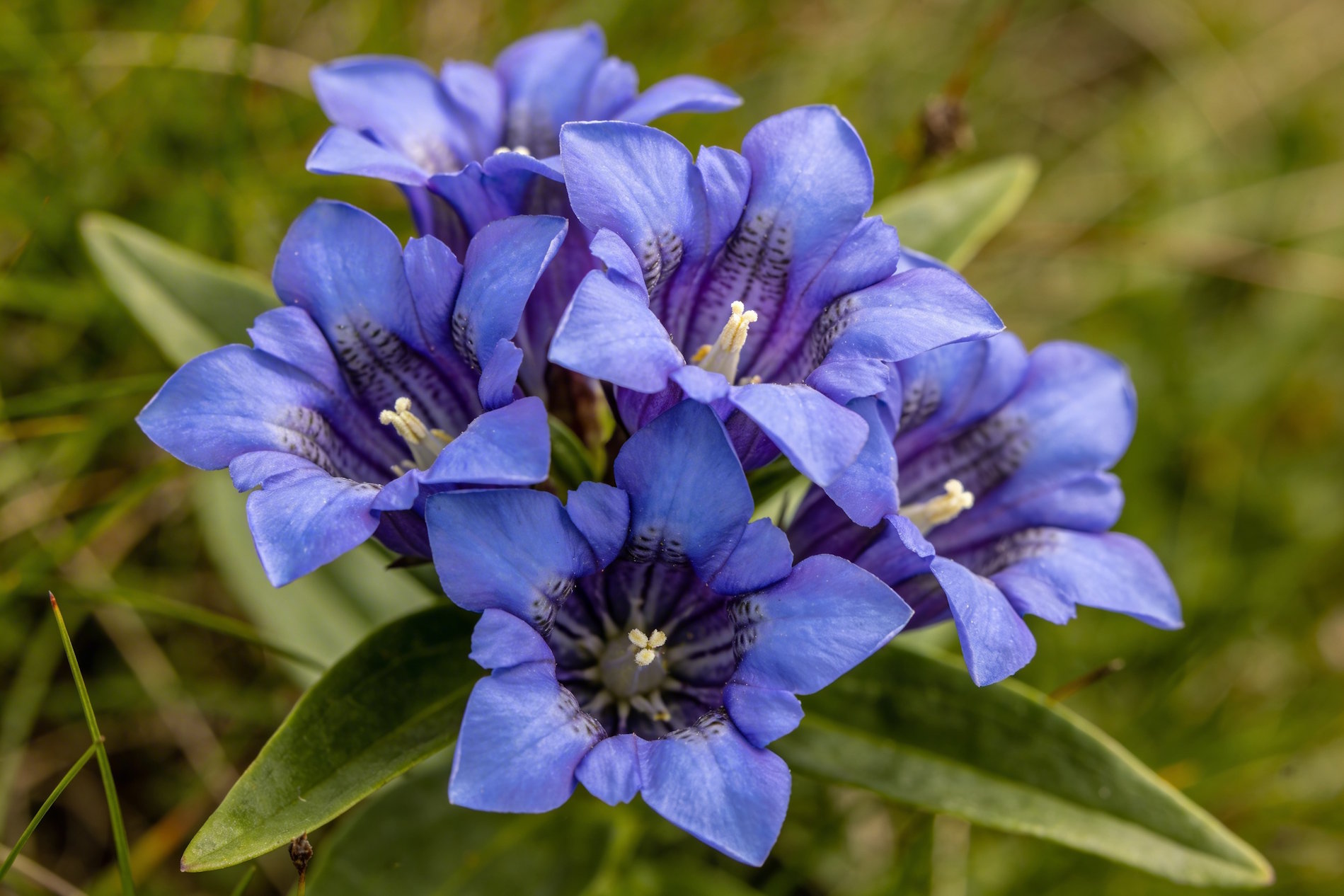Bach bloesem Gentian gentiaan remedie