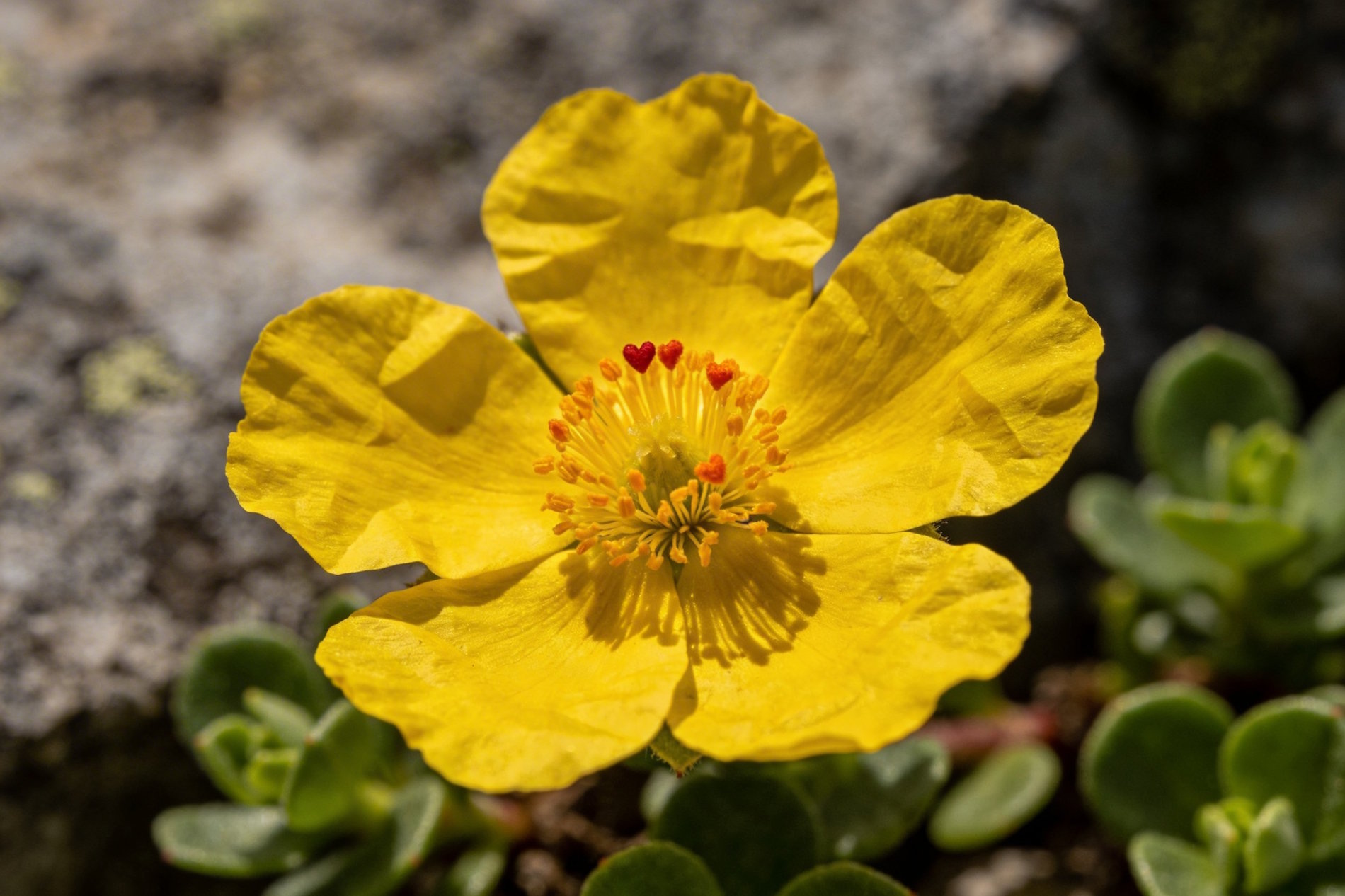 Bach bloesem Rock Rose zonneroosje remedie