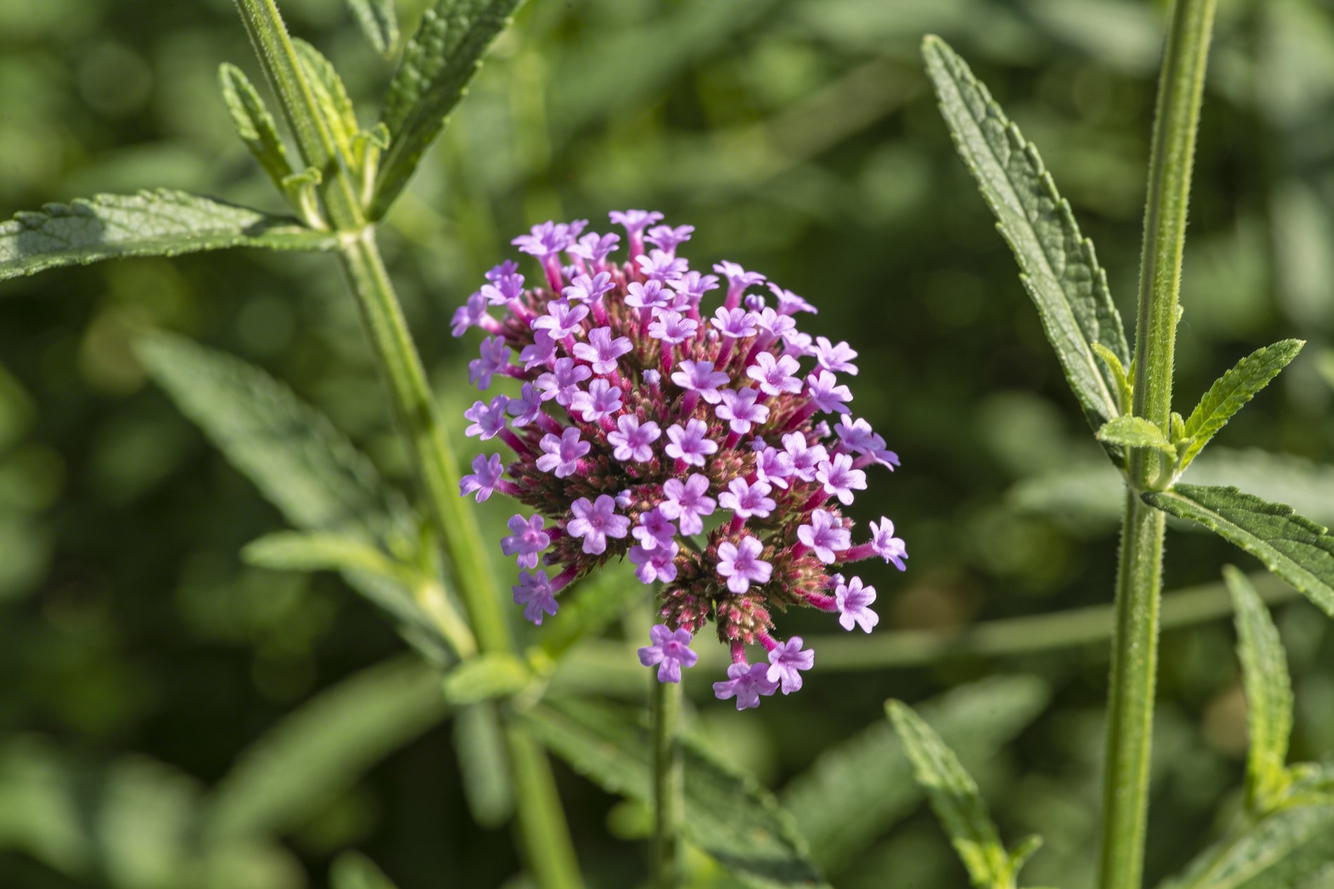 Bach bloesem Vervain ijzerhard remedie